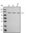 Recombination Activating 1 antibody, A00307-1, Boster Biological Technology, Western Blot image 