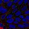 Disabled homolog 1 antibody, PA5-66929, Invitrogen Antibodies, Immunofluorescence image 