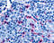 Psychosine receptor antibody, TA316849, Origene, Immunohistochemistry frozen image 