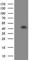 Ubiquitin-like-conjugating enzyme ATG3 antibody, TA503161, Origene, Western Blot image 