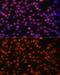 FOS Like 1, AP-1 Transcription Factor Subunit antibody, GTX32609, GeneTex, Immunofluorescence image 