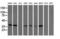 UBX Domain Protein 2B antibody, LS-C785693, Lifespan Biosciences, Western Blot image 