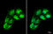Glutathione Peroxidase 8 (Putative) antibody, GTX125992, GeneTex, Immunocytochemistry image 