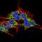 Receptor expression-enhancing protein 2 antibody, orb376710, Biorbyt, Immunofluorescence image 