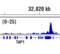 Signal transducer and activator of transcription 1-alpha/beta antibody, 14995S, Cell Signaling Technology, Chromatin Immunoprecipitation image 