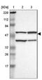 Haloacid Dehalogenase Like Hydrolase Domain Containing 5 antibody, NBP1-86136, Novus Biologicals, Western Blot image 