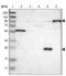 Phosphatase Domain Containing Paladin 1 antibody, NBP1-80952, Novus Biologicals, Western Blot image 