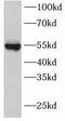 INSC Spindle Orientation Adaptor Protein antibody, FNab04332, FineTest, Western Blot image 