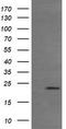 Ras Homolog Family Member J antibody, TA505467, Origene, Western Blot image 