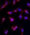 Nanos C2HC-Type Zinc Finger 1 antibody, abx027788, Abbexa, Flow Cytometry image 