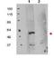 FKBP Prolyl Isomerase 8 antibody, orb344644, Biorbyt, Western Blot image 