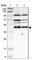 Inositol Monophosphatase Domain Containing 1 antibody, HPA009411, Atlas Antibodies, Western Blot image 