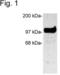 Disks large homolog 3 antibody, PA1-045, Invitrogen Antibodies, Western Blot image 