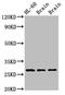 Homeobox protein EMX2 antibody, LS-C670420, Lifespan Biosciences, Western Blot image 