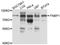 Formin-binding protein 1 antibody, abx125849, Abbexa, Western Blot image 