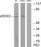 AarF Domain Containing Kinase 2 antibody, PA5-38717, Invitrogen Antibodies, Western Blot image 
