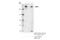 CHD5 antibody, 44829S, Cell Signaling Technology, Immunoprecipitation image 