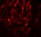 Interleukin 17A antibody, 4887, ProSci Inc, Immunofluorescence image 