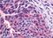 Neurotensin receptor type 1 antibody, NLS938, Novus Biologicals, Immunohistochemistry paraffin image 
