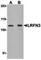 Leucine Rich Repeat And Fibronectin Type III Domain Containing 3 antibody, orb75159, Biorbyt, Western Blot image 