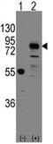 Cadherin 9 antibody, AP11402PU-N, Origene, Western Blot image 