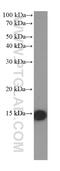 Fatty Acid Binding Protein 5 antibody, 66299-1-Ig, Proteintech Group, Western Blot image 