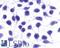 Neuropeptide Y Receptor Y5 antibody, LS-A1074, Lifespan Biosciences, Immunocytochemistry image 