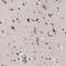 Zinc Finger Protein 777 antibody, HPA003252, Atlas Antibodies, Immunohistochemistry frozen image 