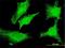 Dexamethasone-induced Ras-related protein 1 antibody, H00051655-M01, Novus Biologicals, Immunocytochemistry image 