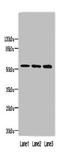 Protein FAM63A antibody, LS-C397711, Lifespan Biosciences, Western Blot image 