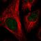 Cilia And Flagella Associated Protein 58 antibody, HPA036556, Atlas Antibodies, Immunofluorescence image 