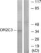 Olfactory Receptor Family 2 Subfamily C Member 3 antibody, LS-C120839, Lifespan Biosciences, Western Blot image 