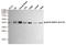Mitogen-activated protein kinase 3 antibody, STJ99303, St John