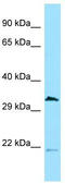Cell Division Cycle 37 Like 1 antibody, TA343218, Origene, Western Blot image 