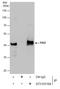 SERPINB2 antibody, GTX103194, GeneTex, Immunoprecipitation image 