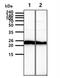 LITAF antibody, NBP1-30250, Novus Biologicals, Western Blot image 
