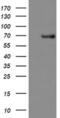 Calcium/calmodulin-dependent 3 ,5 -cyclic nucleotide phosphodiesterase 1B antibody, MA5-25649, Invitrogen Antibodies, Western Blot image 