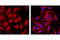 Histone H3 antibody, 4484S, Cell Signaling Technology, Immunocytochemistry image 