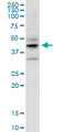 Epiphycan antibody, LS-C197084, Lifespan Biosciences, Western Blot image 