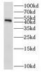 Ribosomal Protein L3 antibody, FNab07429, FineTest, Western Blot image 