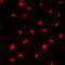 Chromodomain Y Like 2 antibody, orb215358, Biorbyt, Immunofluorescence image 