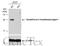 Glutathione S-transferase kappa 1 antibody, GTX119447, GeneTex, Western Blot image 