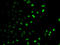 E2F Transcription Factor 6 antibody, LS-C334526, Lifespan Biosciences, Immunofluorescence image 