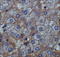 Ectonucleotide Pyrophosphatase/Phosphodiesterase 1 antibody, TA336693, Origene, Immunohistochemistry frozen image 