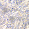 DLD antibody, A5403, ABclonal Technology, Immunohistochemistry paraffin image 