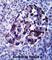 Midline 2 antibody, abx027513, Abbexa, Western Blot image 