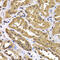 BUD23 RRNA Methyltransferase And Ribosome Maturation Factor antibody, 22-859, ProSci, Immunohistochemistry paraffin image 