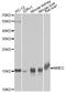 NME/NM23 Nucleoside Diphosphate Kinase 2 antibody, STJ29579, St John