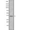 Olfactory Receptor Family 1 Subfamily E Member 2 antibody, abx217515, Abbexa, Western Blot image 