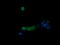 Phosphoinositide-3-Kinase Regulatory Subunit 5 antibody, LS-C174535, Lifespan Biosciences, Immunofluorescence image 